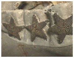 General James Chesnut's Frock Coat stars detail image